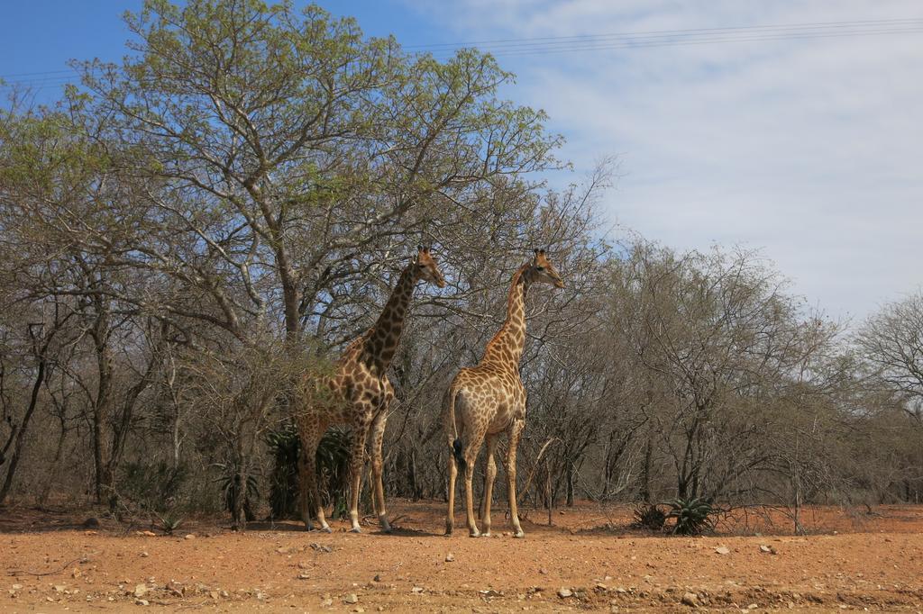 Treetops マールロス・パーク エクステリア 写真