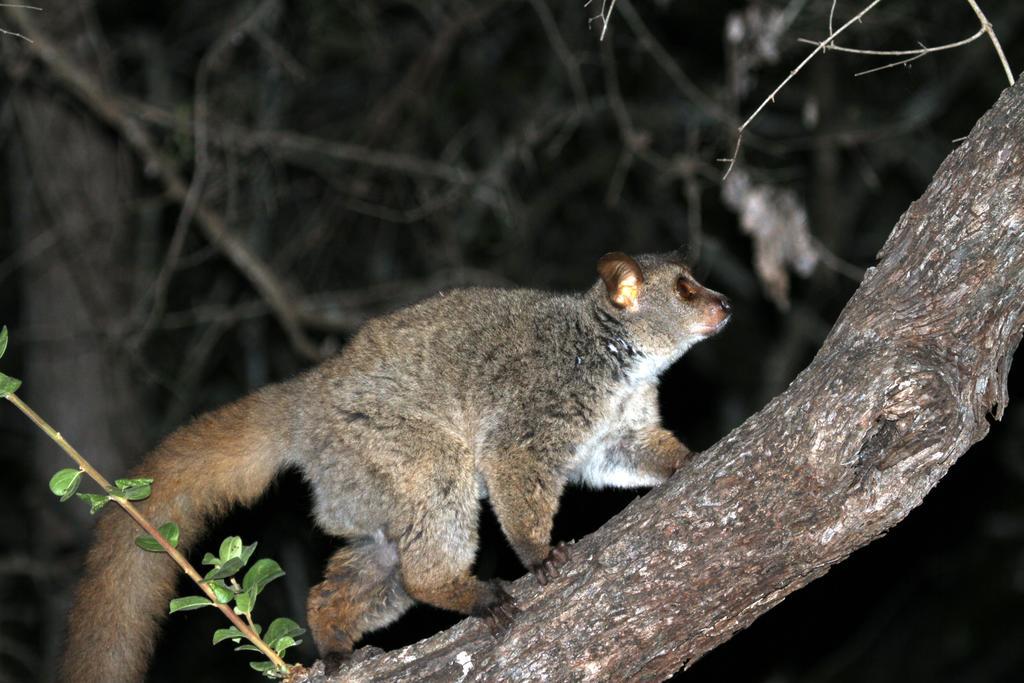 Treetops マールロス・パーク エクステリア 写真