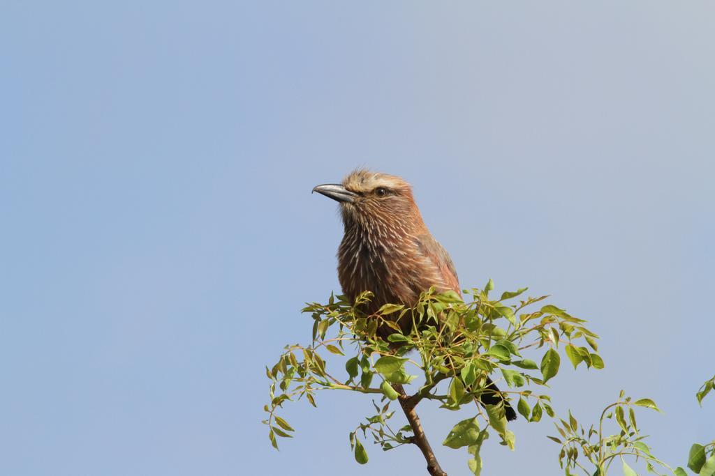 Treetops マールロス・パーク エクステリア 写真