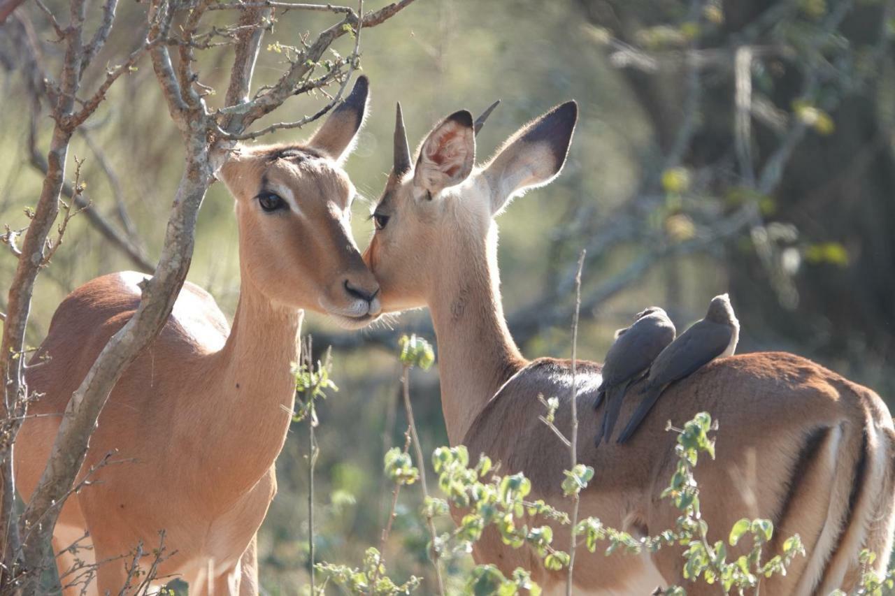Treetops マールロス・パーク エクステリア 写真